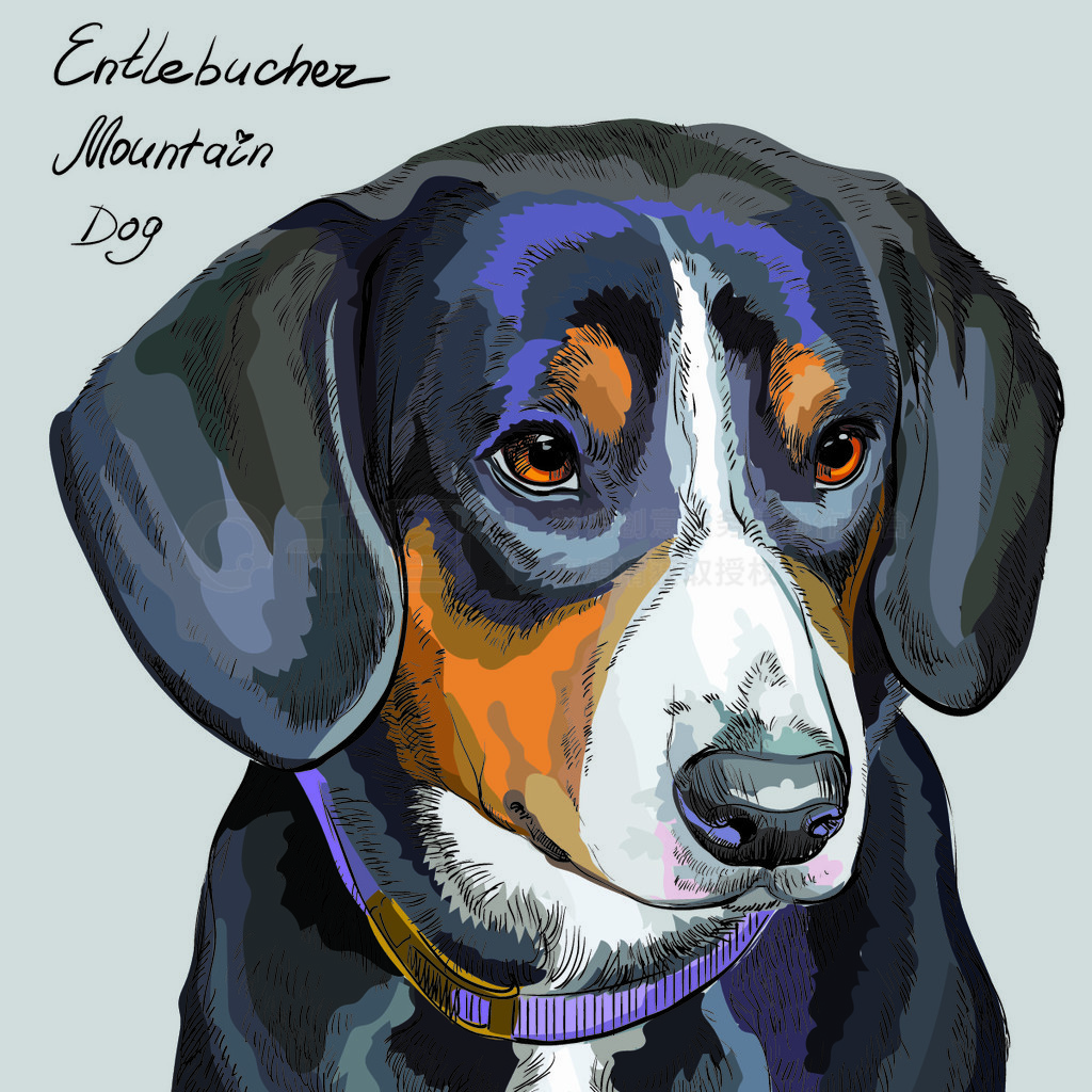 ɫ²ͬɫ Entlebucher ɽȮʸֻͼ