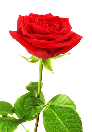 单朵红玫瑰花,孤立在白色背景上红玫瑰花