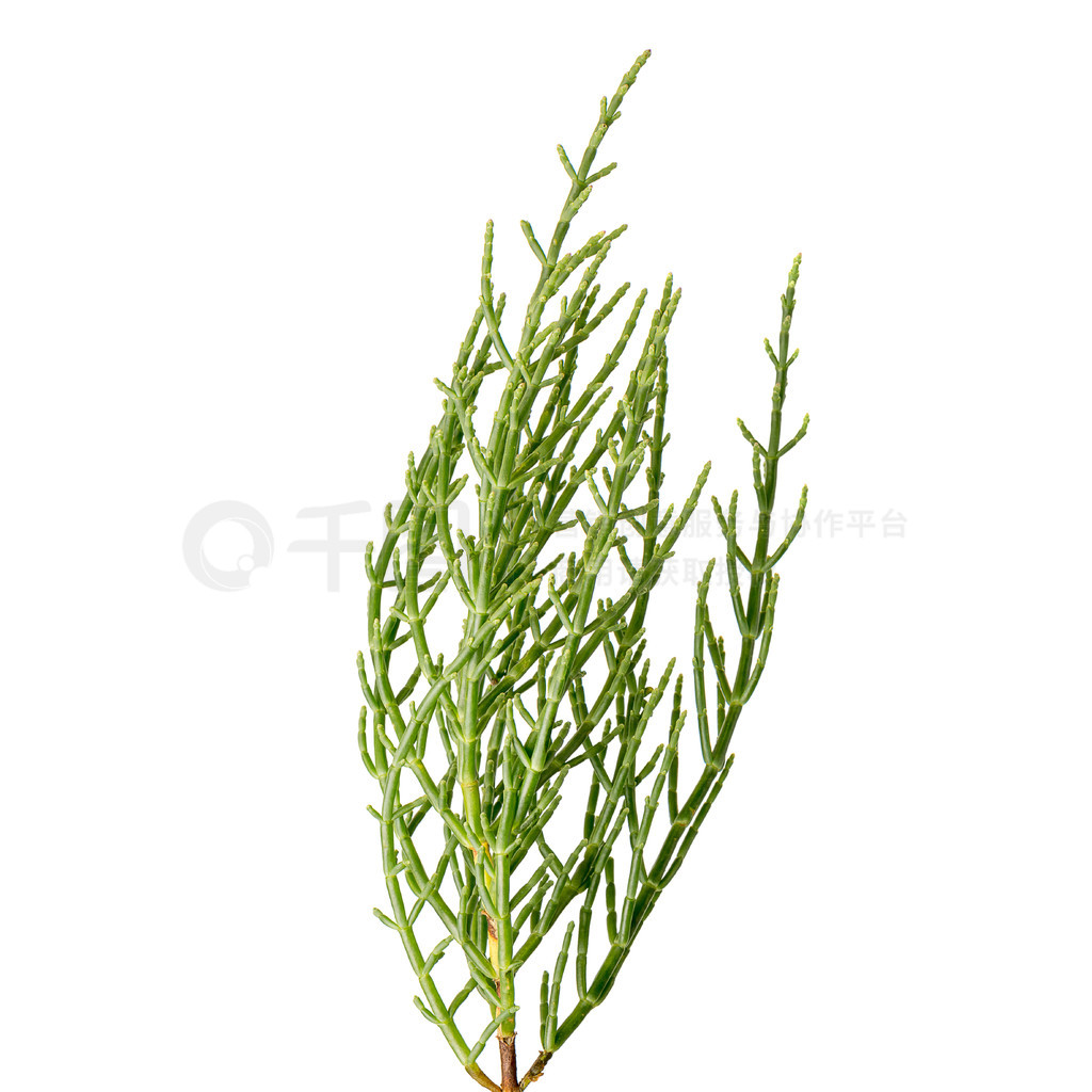 ʵ samphire һغֲɫڰɫͻԵζ