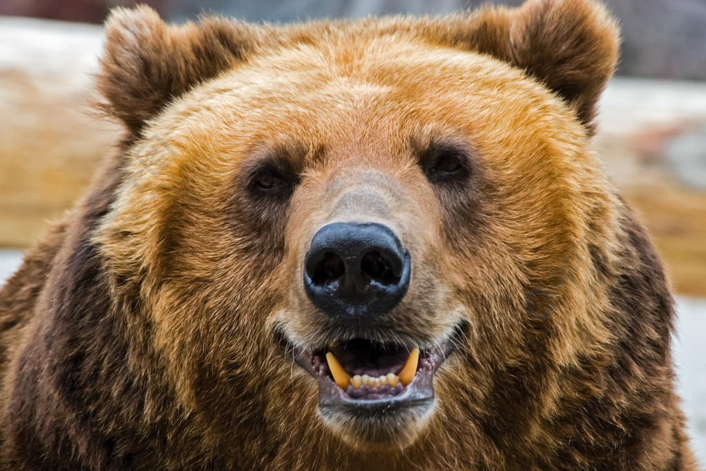 灰熊关闭棕熊是针叶林的强大捕食者灰熊特写