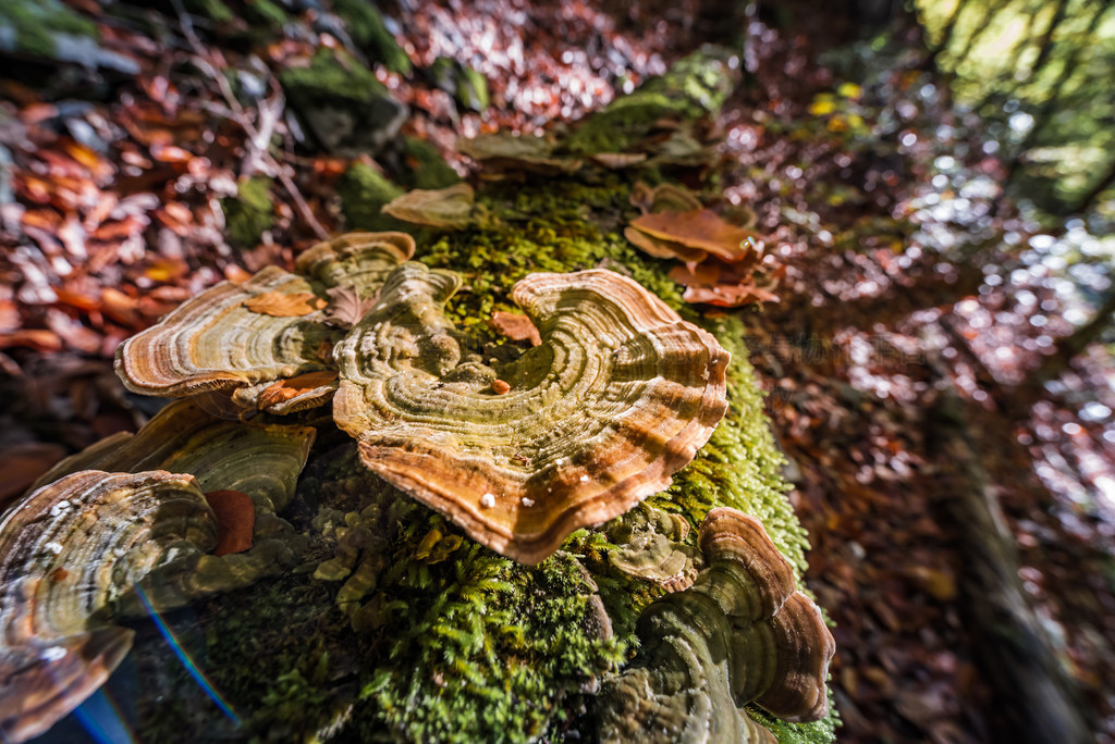 ҰҵĿ (Ganoderma applanatum) ɭеһϡFomes fomentariusĢ Yesquero