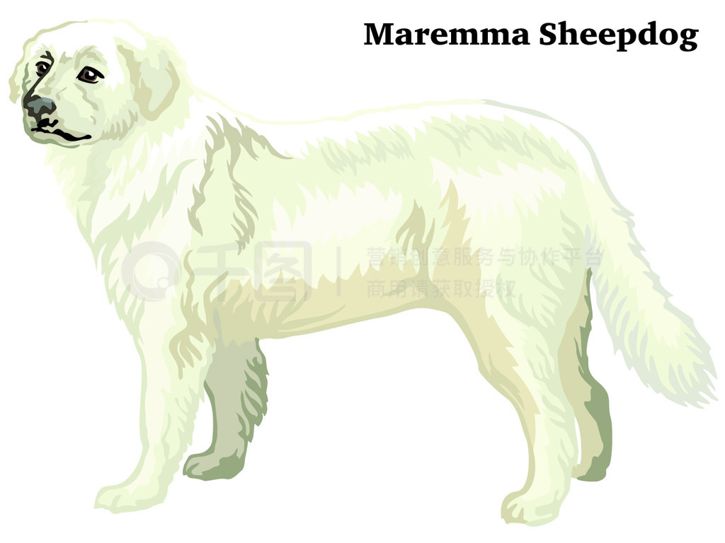 վ Maremma ȮװФʸɫͼڰɫ±롣Ƶͼ