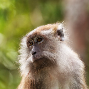马来西亚槟城的一只小猕猴