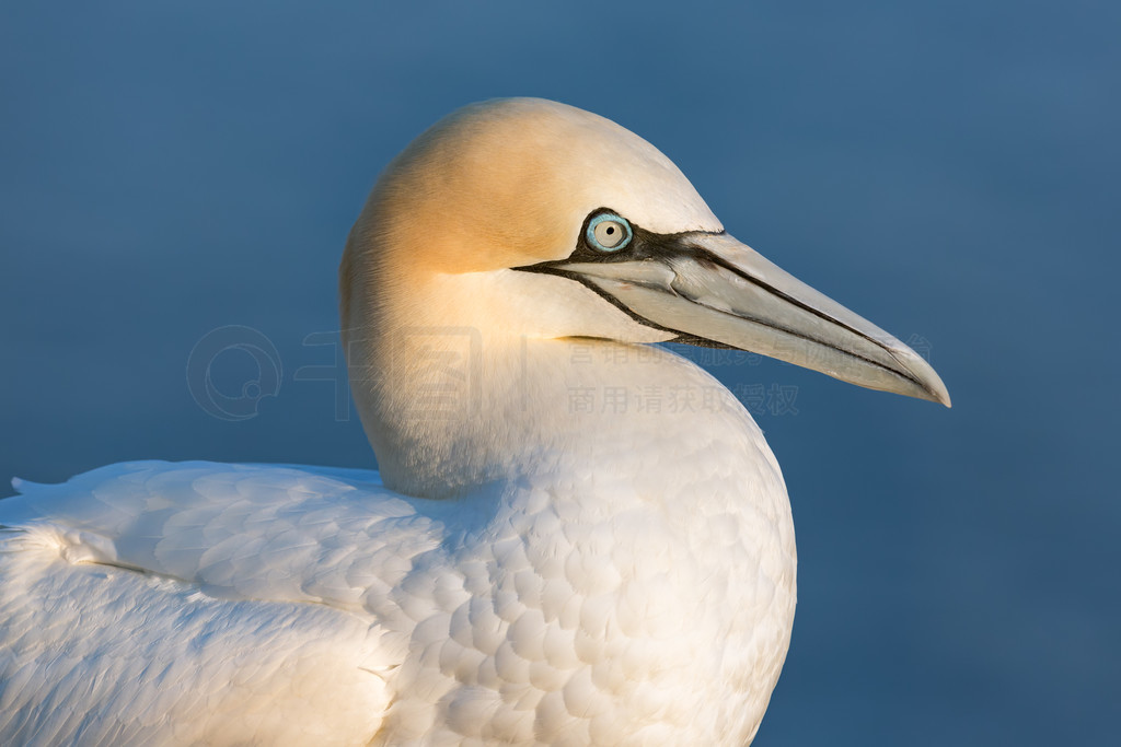 ¹ڶı (Morus bassanus)