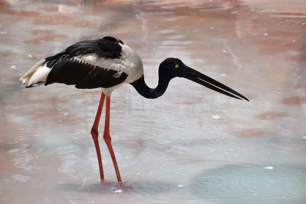 ھ, Ephippiorhynchus asiaticus, , Telanagana, India.. ھ, Ephippiorhynchus asiaticus, , Te