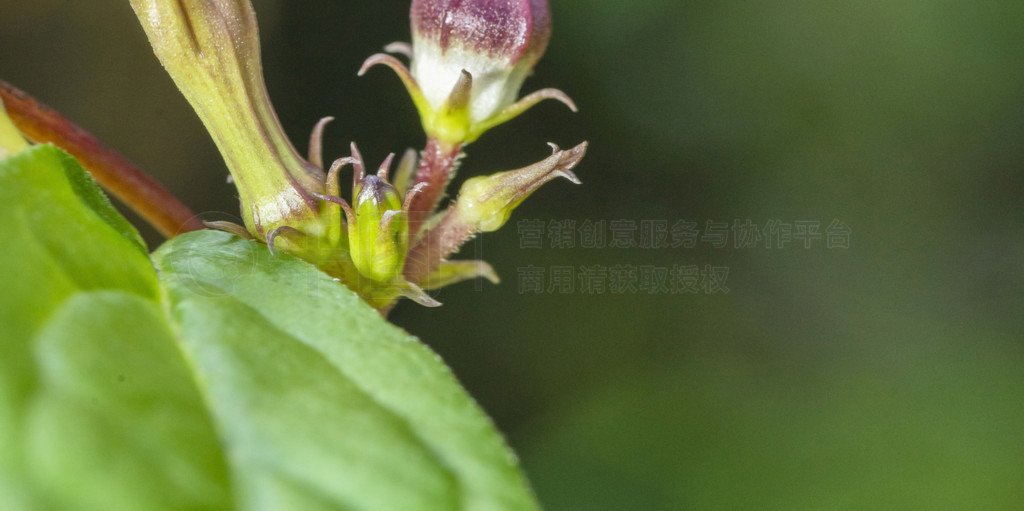 Ceropegia media, Larval host plant, Kas Plateau, Satara, Maharashtra, India.. Ceropegia media, Larva