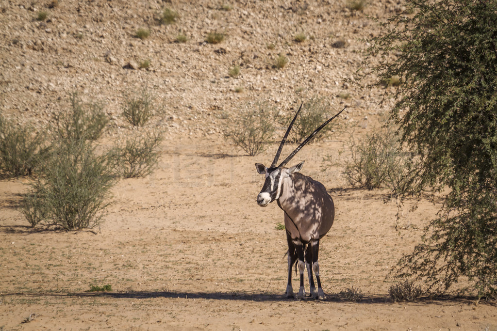 Ϸ Kgalagadi 羳԰ȵһ죬ϷվӰУţơϷ Kgalagadi 羳԰Ϸ