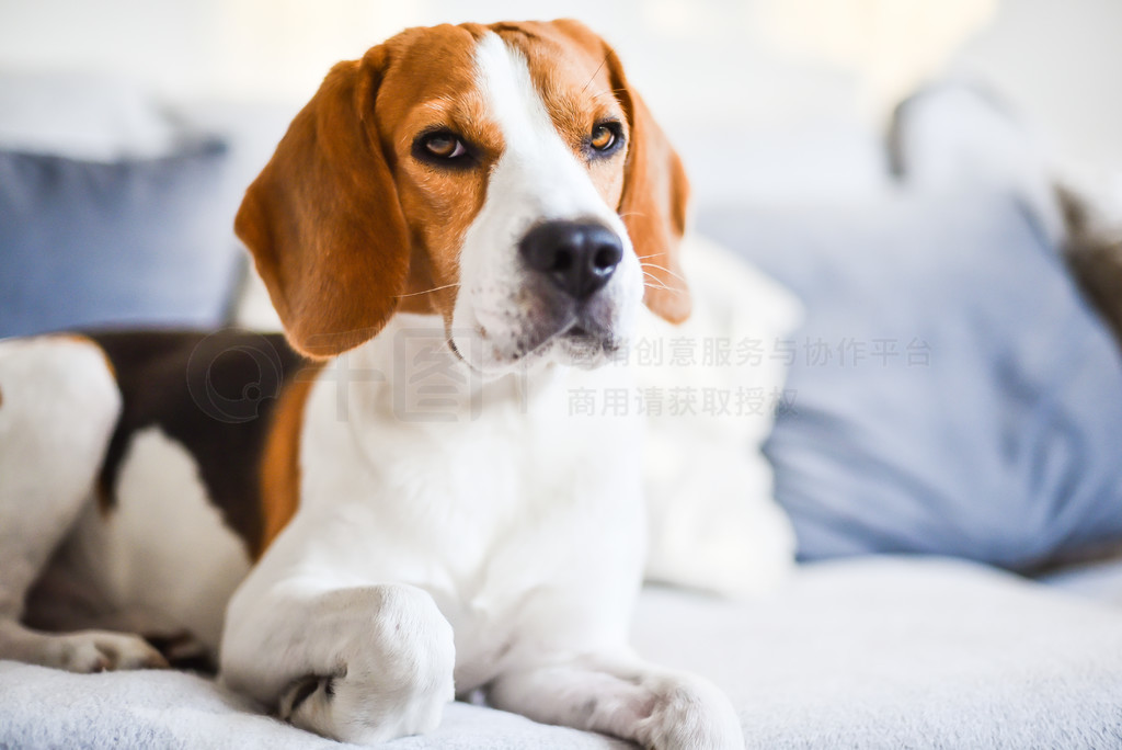 Beagle Ȯɳϣؿƿռ.. ӥɳϣؿ