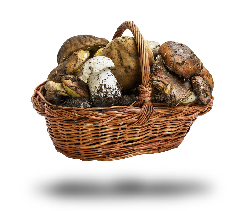 ɫͻԵɫеɭĢ Suillus luteus  Boletus edulis