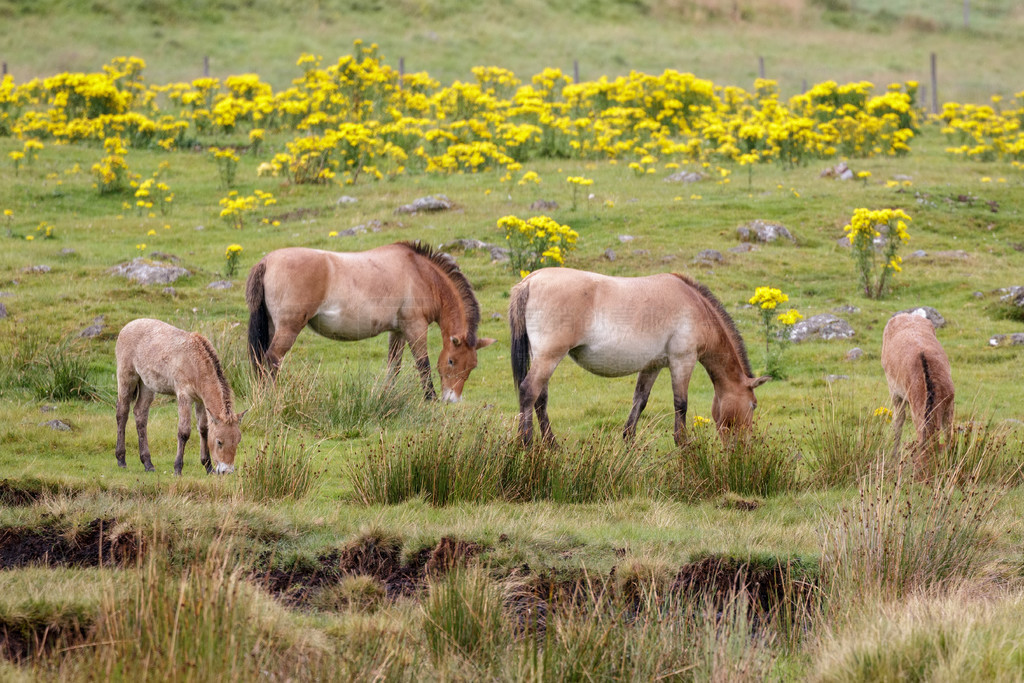 һԲݵҰ (Equus ferus przewalskii) 