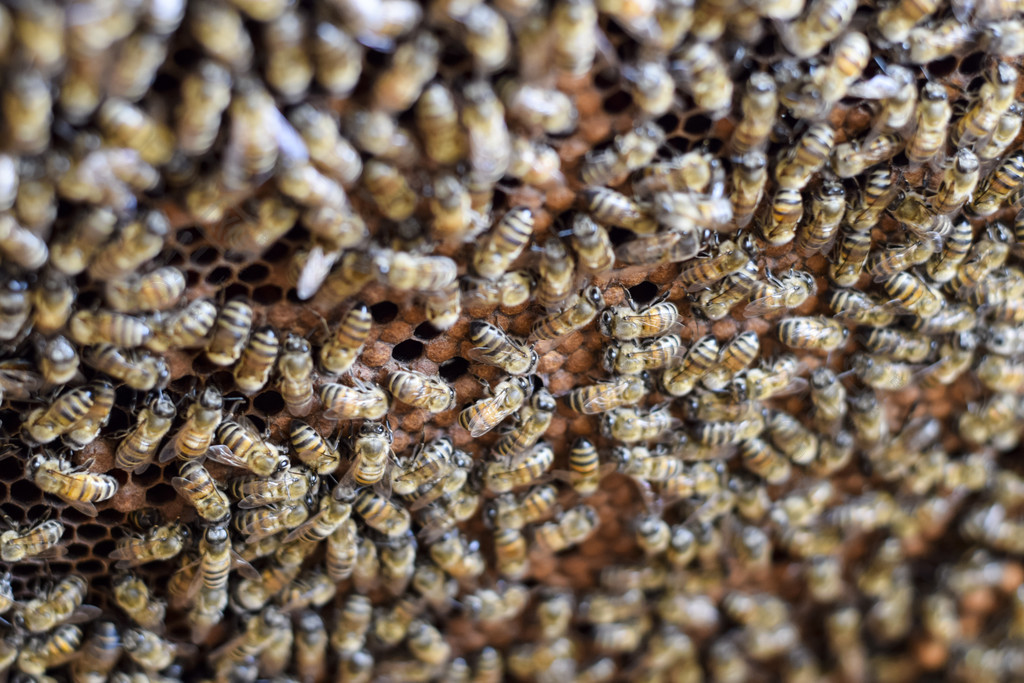 蜂巢中密密麻麻的蜂群在一群蜜蜂中工作的蜜蜂无人机和子宫蜜蜂昆虫的