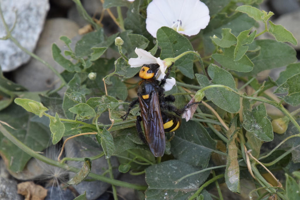 ߴʯ򼡣 Scola ͻƷһ仨ϡMegascolia maculata