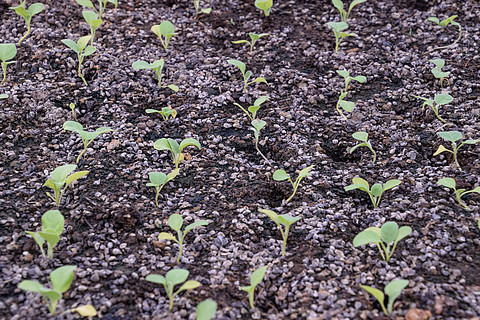 温室中的幼苗茄子在温室里种植蔬菜茄子在温室里种植茄子