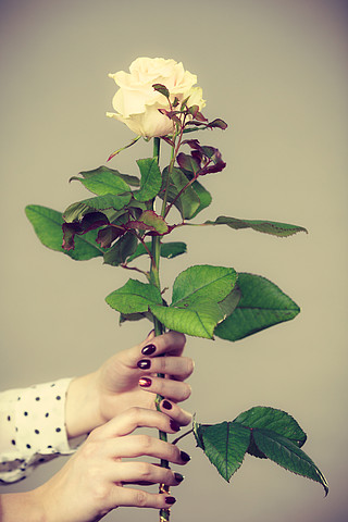 女性手拿着白玫瑰花