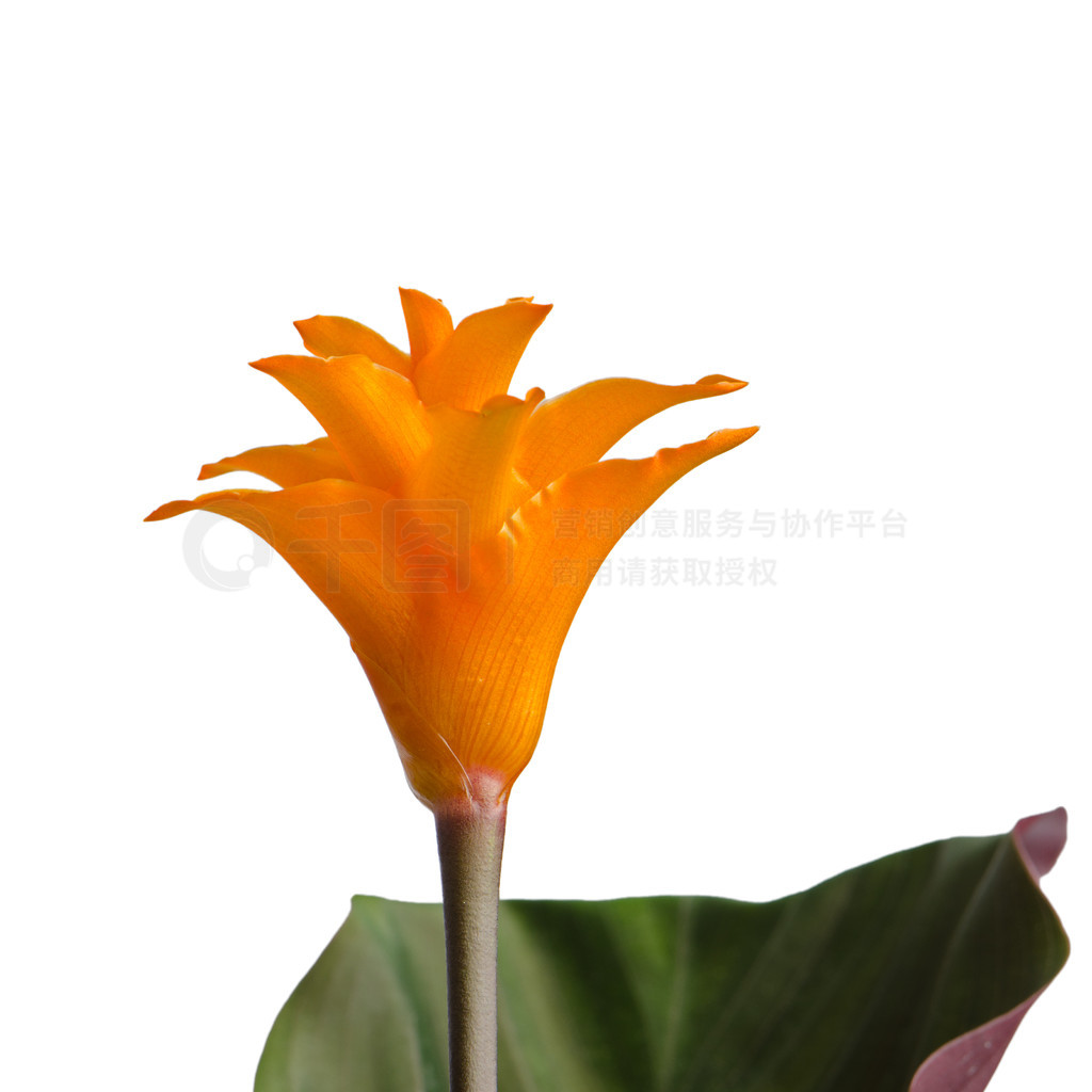 滨 (calathea crocata) дͷ