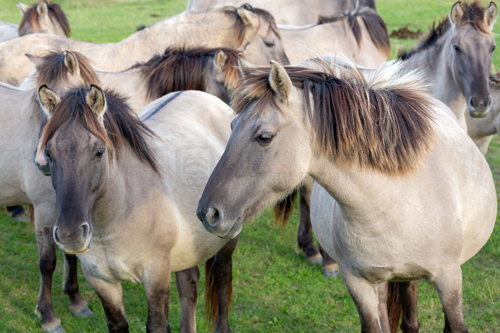 ҹ԰ Oostvaardersplassen  Konik ȺƬµĻҰŴԼ 1000 ƥҰҹ԰ Oostvaardersplassen һȺ konik 