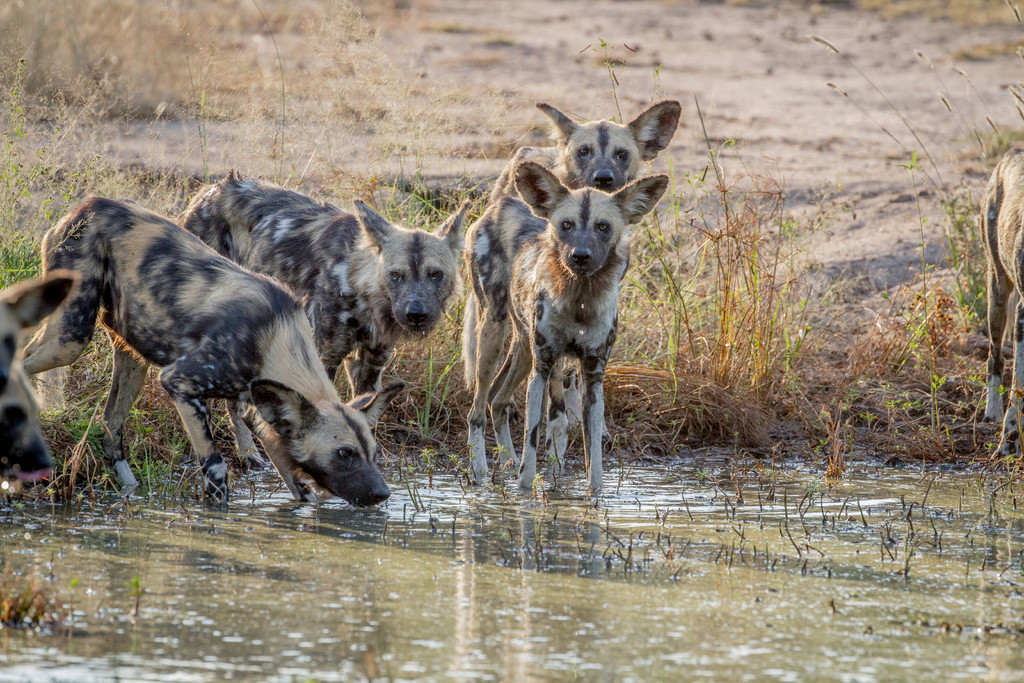 一群非洲野狗在南非克鲁格国家公园的水池里喝水