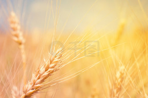 麦田天然产物。小麦在阳光特写镜头中的小穗。农业景观成熟耳朵的夏季背景