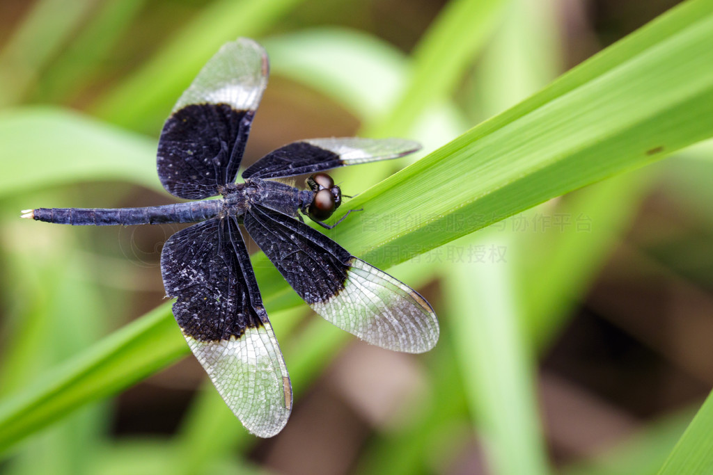 ҶϵȾɫˮƲ (Neurothemis Tullia) ͼ涯