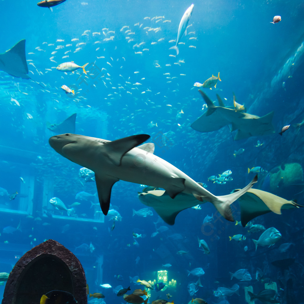 迪拜水族馆珊瑚礁上一条热带鱼的照片