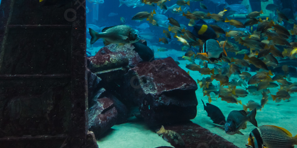 迪拜水族館珊瑚礁上一條熱帶魚的照片