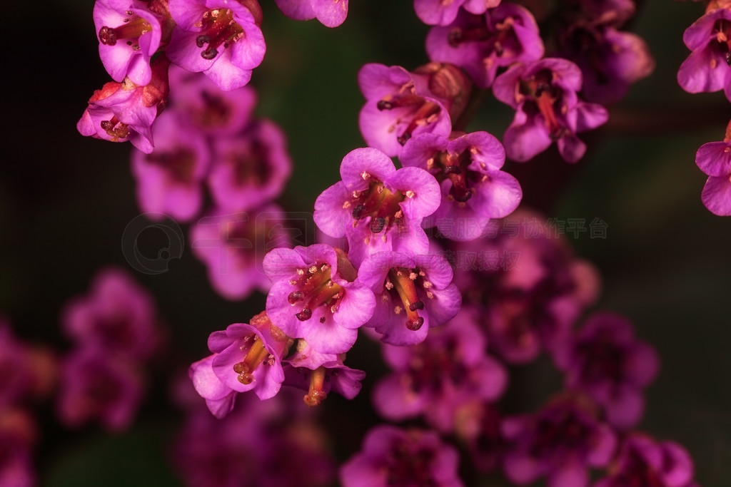 Ļ bergenia