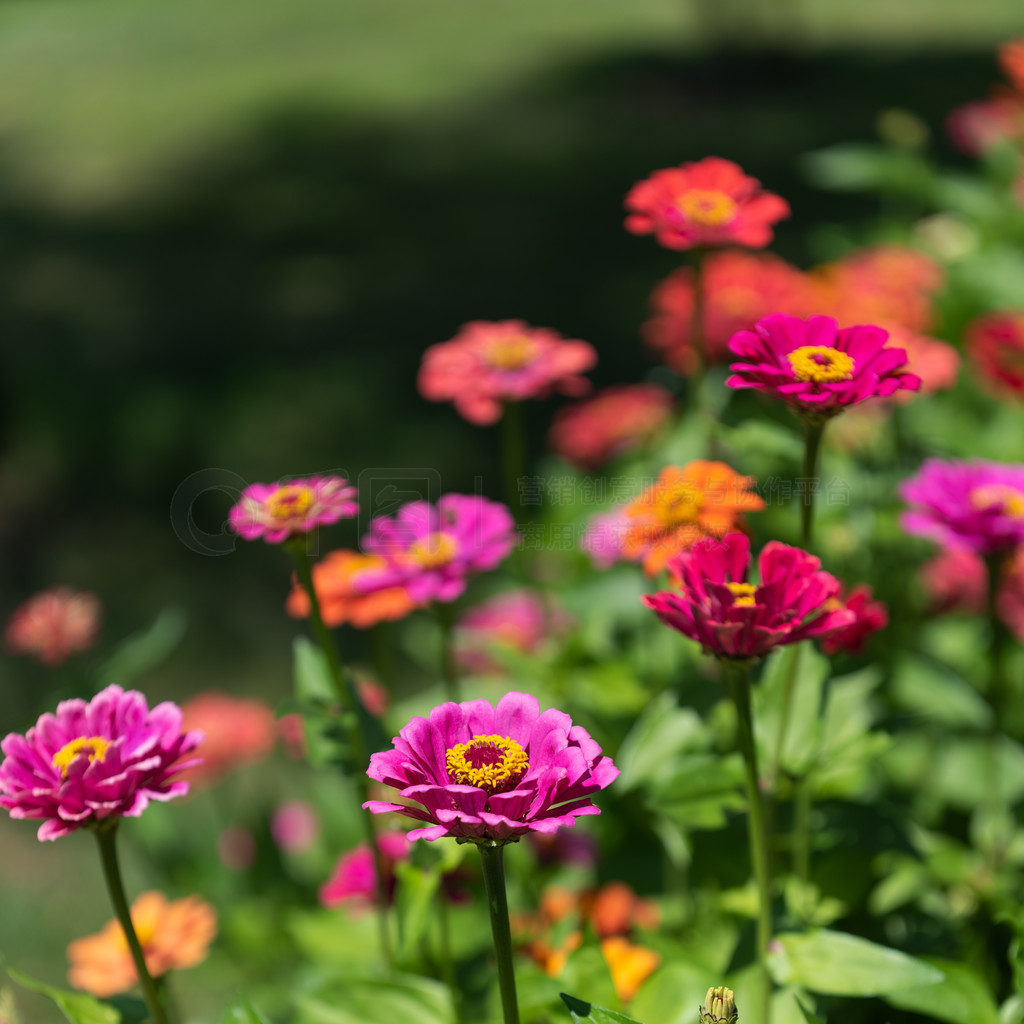 ɫĻ԰е Tithonia rotundifolia ⡣ɫĻ԰е Tithonia rotundifolia 