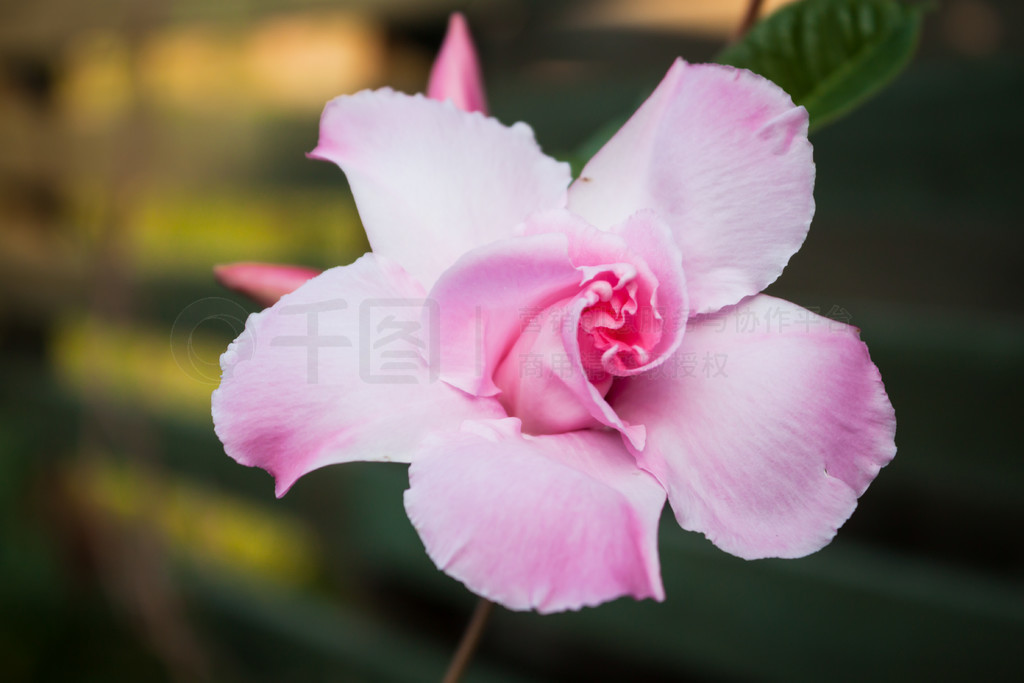 ڼͥ԰йرշۺõ dipladenia