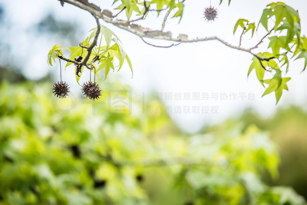 Sweetgum ֦ (Liquidambar styraciflua)