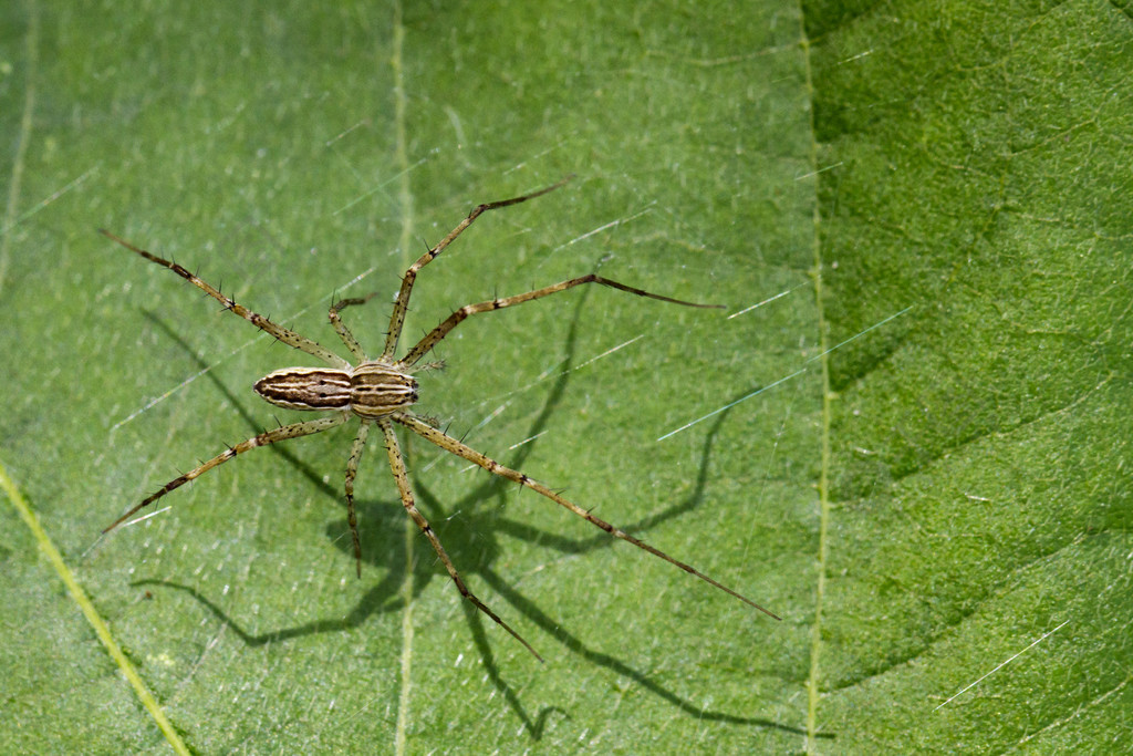 綠葉上的四斑苗圃網蜘蛛sphedanusquadrimaculata的圖像昆蟲動物