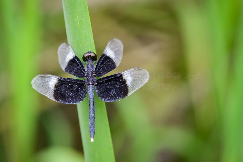 ҶϵȾɫˮƲ (Neurothemis Tullia) ͼ涯