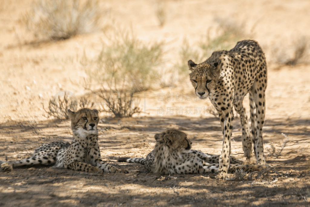 Ϸ Kgalagadi ߾԰ĴԱֻӰУèƶ Acinonyx jubatus 塣Ϸ Kgalagadi 羳԰Ա