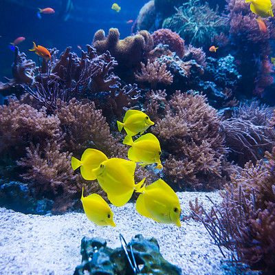 热带鱼在蓝色珊瑚礁海水水族馆相遇水下天堂