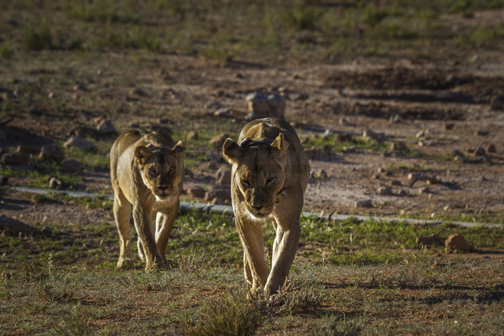 ֻĸʨϷ Kgalagadi ߾԰ܣèƵֱʨ塣Ϸ Kgalagadi 羳԰ķʨ