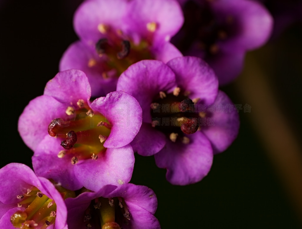 Ļ bergenia