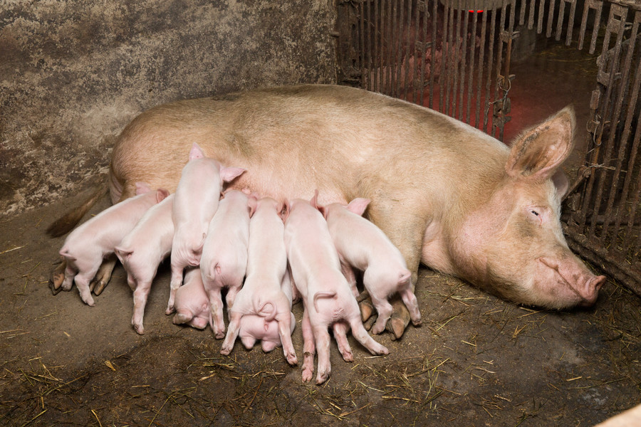 12给妈妈喂奶的小猪崽100可爱的玩具粉红小猪与节日金属丝花环散景灯