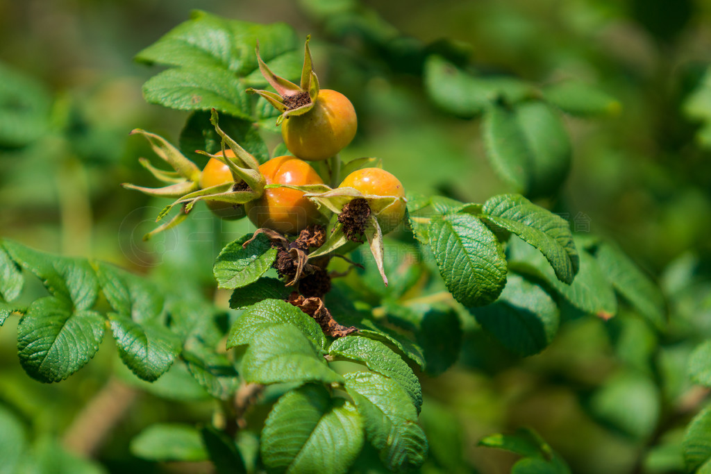 õ彬õ (Rosa canina)ȻеҰõı