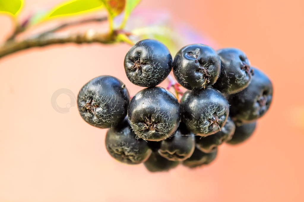 Aronia melanocarpaϳҰӣݮ