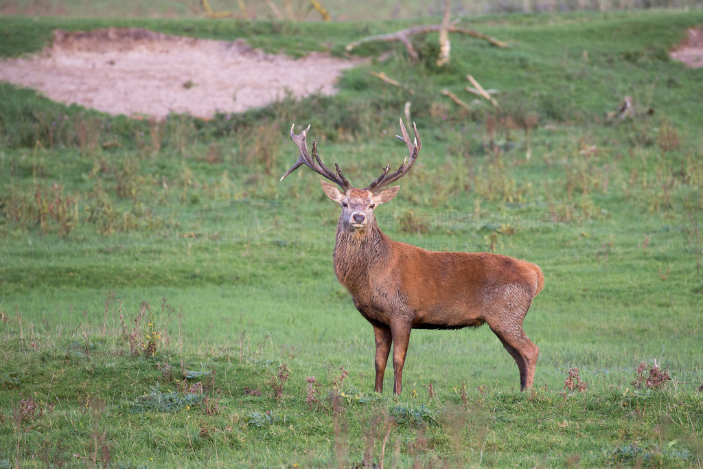 ҹ԰ Oostvaardersplassen ¹ڽ伾ڡ伾¹Ĺҹ԰ Oostvaardersplassen