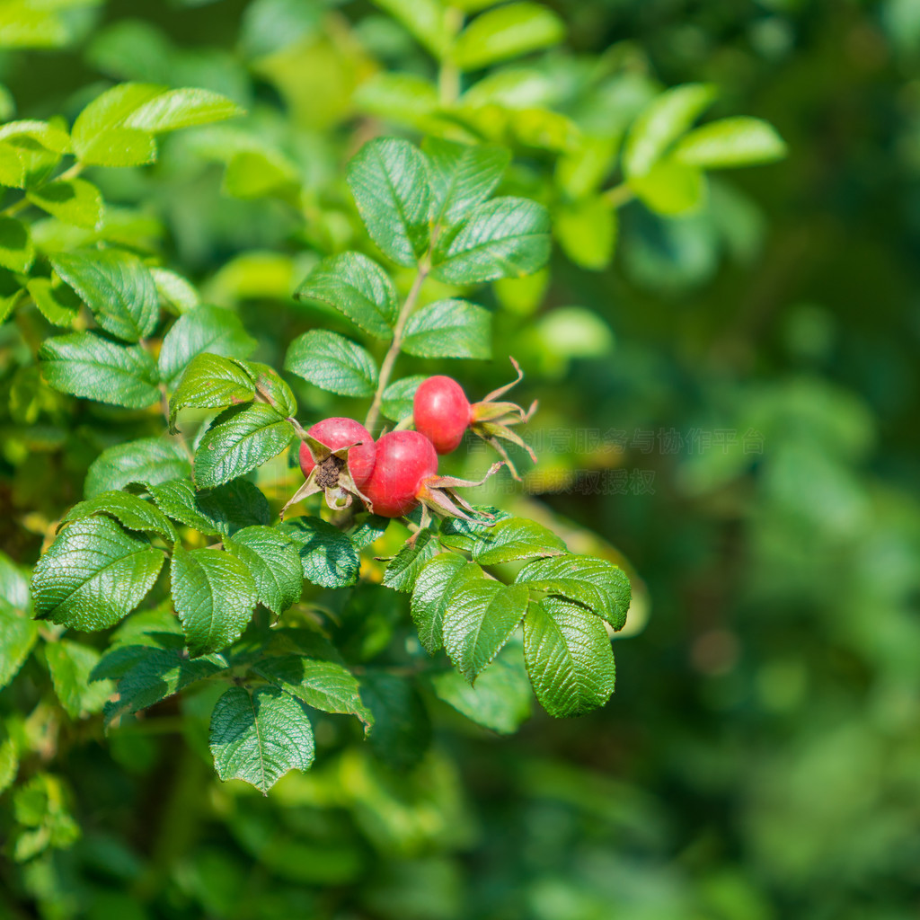 õ彬õ (Rosa canina)ȻеҰõı