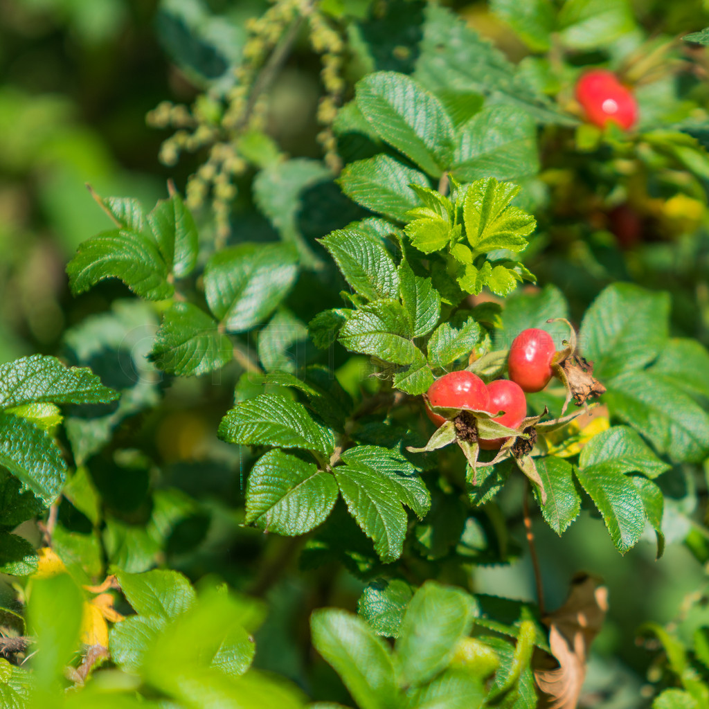 õ彬õ (Rosa canina)ȻеҰõı