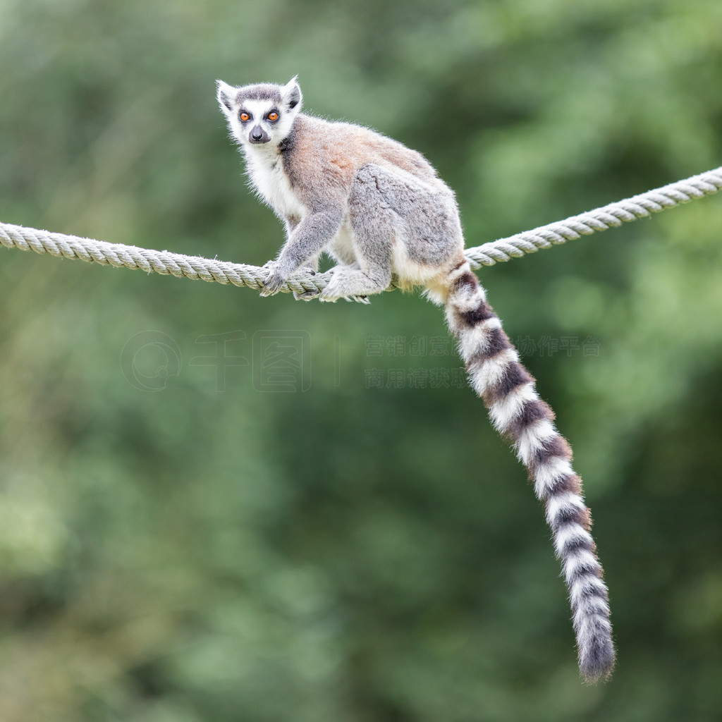 ϵĻβ (Lemur catta)