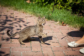 阳光明媚的日子里，在花园里拍到可爱小猫的户外照片