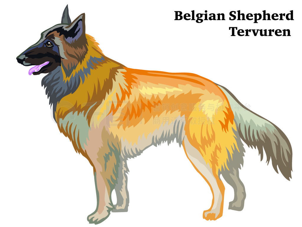 վʱȮ Tervuren װФʸɫͼڰɫ±롣Ƶͼ