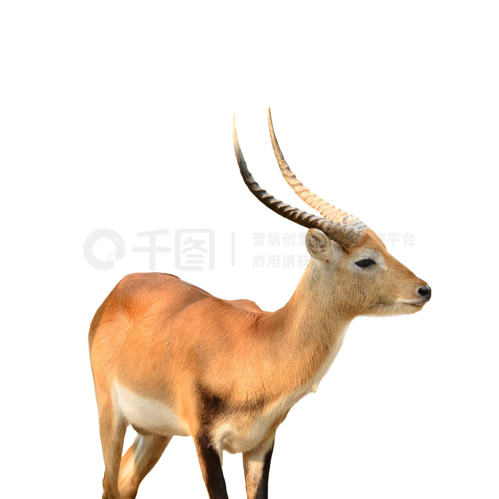 Ժɫ lechwe ڰɫ