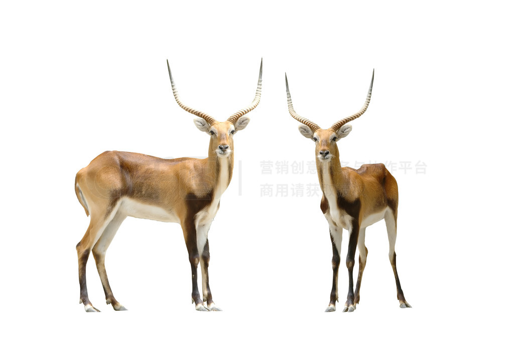 Ժɫ lechwe