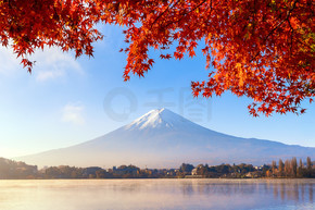 秋天的落叶和山梨县富士河口湖附近的富士山。富士五湖。日本的树木有蓝天背景。