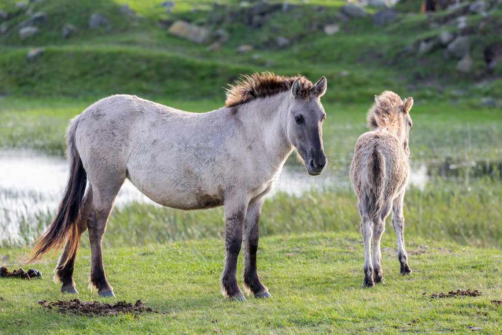 ҹ԰ Oostvaardersplassen  konik Сˮظҹ԰ Oostvaardersplassen  konik ;