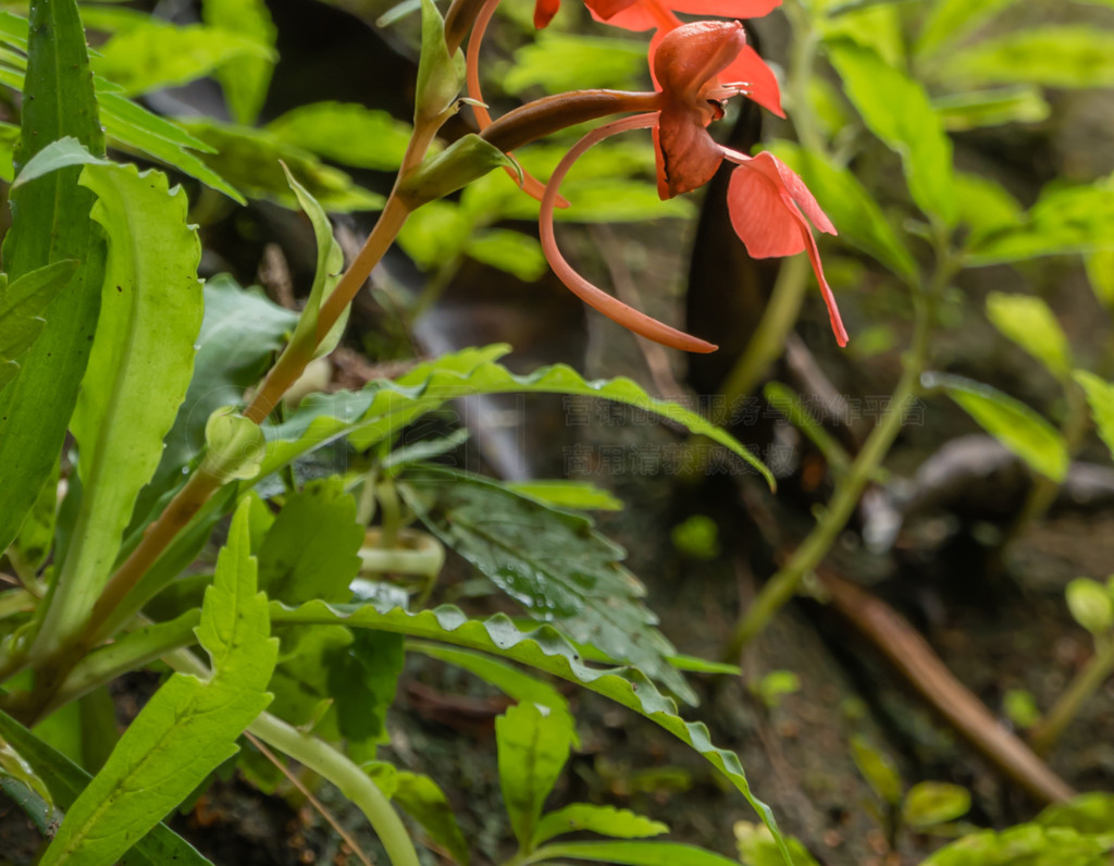 ̩ٲĳɫ Habenaria rhodocheila hance Ұ촽