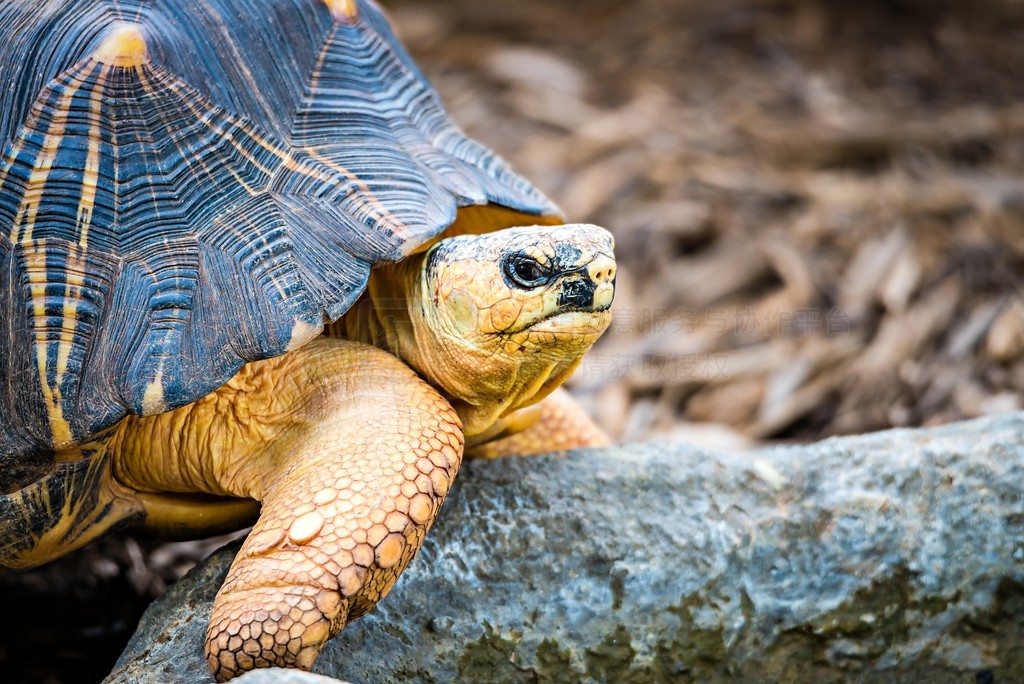 Razor-Backed Musk Turtle (Sternotherus carinatus) Kinosternidae风景名胜免费下载 ...